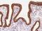 Tetraspanin 8 antibody, 202641-T08, Sino Biological, Immunohistochemistry frozen image 