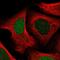 Uridine Phosphorylase 1 antibody, HPA055394, Atlas Antibodies, Immunofluorescence image 