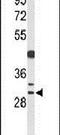 Cyclin B1 Interacting Protein 1 antibody, PA5-26407, Invitrogen Antibodies, Western Blot image 