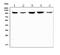 Cullin 4B antibody, PA1233, Boster Biological Technology, Western Blot image 