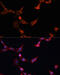 Inositol Polyphosphate-5-Phosphatase D antibody, 13-042, ProSci, Immunofluorescence image 