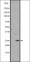 TOPRS antibody, orb335285, Biorbyt, Western Blot image 