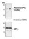 Chromobox 3 antibody, PA5-17210, Invitrogen Antibodies, Western Blot image 