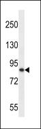 OTU Deubiquitinase 7B antibody, PA5-48679, Invitrogen Antibodies, Western Blot image 