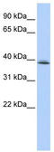 SRR1 Domain Containing antibody, TA346499, Origene, Western Blot image 