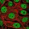 RFXK antibody, NBP2-13225, Novus Biologicals, Immunocytochemistry image 