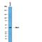 Dickkopf WNT Signaling Pathway Inhibitor 3 antibody, AF1118, R&D Systems, Western Blot image 