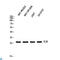 Interleukin-26 antibody, LS-C813436, Lifespan Biosciences, Western Blot image 