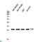 Interleukin 26 antibody, LS-C813436, Lifespan Biosciences, Western Blot image 