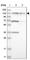 Zinc Finger Protein 280D antibody, HPA030233, Atlas Antibodies, Western Blot image 