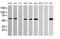Pogo Transposable Element Derived With KRAB Domain antibody, MA5-26179, Invitrogen Antibodies, Western Blot image 