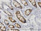Cyclin Dependent Kinase 1 antibody, LS-C133063, Lifespan Biosciences, Immunohistochemistry paraffin image 