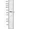 SRY-Box 10 antibody, abx218717, Abbexa, Western Blot image 