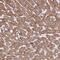 Doublecortin Domain Containing 2C antibody, NBP1-94180, Novus Biologicals, Immunohistochemistry paraffin image 