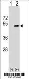 Farnesyltransferase, CAAX Box, Alpha antibody, 59-614, ProSci, Western Blot image 