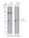 FOXP3 antibody, TA337092, Origene, Western Blot image 