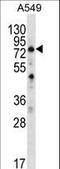 Spermatogenesis Associated 7 antibody, LS-C161430, Lifespan Biosciences, Western Blot image 