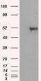 Natriuretic Peptide Receptor 3 antibody, TA501079, Origene, Western Blot image 