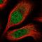 Chromobox 7 antibody, HPA056480, Atlas Antibodies, Immunofluorescence image 
