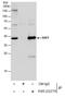 SUMO1 Activating Enzyme Subunit 1 antibody, PA5-22297, Invitrogen Antibodies, Immunoprecipitation image 