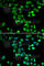 Programmed Cell Death 6 antibody, A6685, ABclonal Technology, Immunofluorescence image 