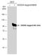 Inhibitor Of Nuclear Factor Kappa B Kinase Subunit Beta antibody, GTX107970, GeneTex, Western Blot image 