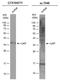 Linker For Activation Of T Cells antibody, PA5-78472, Invitrogen Antibodies, Western Blot image 