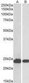 Parkinsonism Associated Deglycase antibody, MBS420555, MyBioSource, Western Blot image 