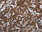Growth Differentiation Factor 2 antibody, CSB-PA356766, Cusabio, Immunohistochemistry paraffin image 