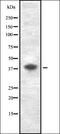 Growth Differentiation Factor 3 antibody, orb337178, Biorbyt, Western Blot image 