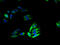 Solute Carrier Family 46 Member 2 antibody, A67454-100, Epigentek, Immunofluorescence image 