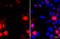 GFP antibody, GTX628528, GeneTex, Immunocytochemistry image 