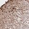 Noggin antibody, NBP2-34141, Novus Biologicals, Immunohistochemistry frozen image 