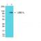 Ubiquitin Like Modifier Activating Enzyme 7 antibody, A08637, Boster Biological Technology, Western Blot image 