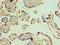 Ephrin B1 antibody, LS-C375635, Lifespan Biosciences, Immunohistochemistry frozen image 
