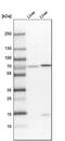 PDZ Domain Containing 1 antibody, PA5-52261, Invitrogen Antibodies, Western Blot image 