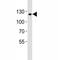 Sirtuin 1 antibody, F52857-0.4ML, NSJ Bioreagents, Immunohistochemistry frozen image 