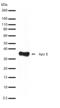 Apolipoprotein E antibody, 710265, Invitrogen Antibodies, Western Blot image 