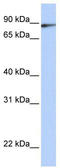 Interleukin Enhancer Binding Factor 3 antibody, TA331101, Origene, Western Blot image 