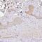 Homeobox C12 antibody, NBP2-31608, Novus Biologicals, Immunohistochemistry frozen image 