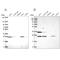 ATP synthase subunit b, mitochondrial antibody, PA5-63434, Invitrogen Antibodies, Western Blot image 