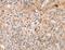 THAP Domain Containing 9 antibody, MBS2518890, MyBioSource, Immunohistochemistry paraffin image 
