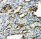 Aquaporin 4 antibody, LS-C313074, Lifespan Biosciences, Immunohistochemistry frozen image 