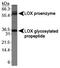 Lysyl Oxidase antibody, PA5-23002, Invitrogen Antibodies, Western Blot image 