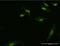 Basic Leucine Zipper ATF-Like Transcription Factor 3 antibody, H00055509-M04, Novus Biologicals, Immunofluorescence image 