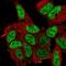 Dishevelled Segment Polarity Protein 2 antibody, NBP2-58480, Novus Biologicals, Immunofluorescence image 