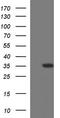 Glutamate-Cysteine Ligase Modifier Subunit antibody, TA590111, Origene, Western Blot image 
