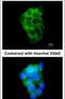 PPFIA Binding Protein 2 antibody, PA5-22222, Invitrogen Antibodies, Immunofluorescence image 