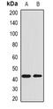 Alpha-1-Microglobulin/Bikunin Precursor antibody, abx225030, Abbexa, Western Blot image 