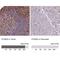 S100 Calcium Binding Protein A4 antibody, NBP1-89402, Novus Biologicals, Immunohistochemistry paraffin image 